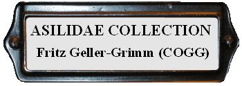 Asilidae collection Fritz Geller-Grimm (COGG)