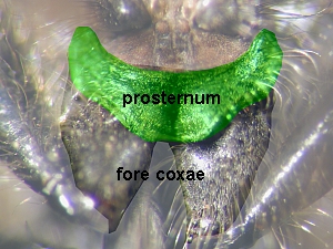 Prosternum fused