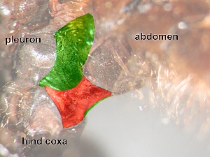 lateral view: Postmetacoxal area membranous