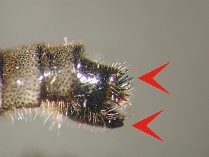 Female terminalia with characteristic ventral keel and spines