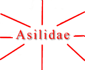 Asilidae