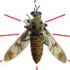 Dipterology