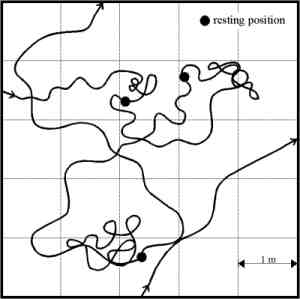 Fig. 3: Dasypogon diadema, flight path and resting position of a male.