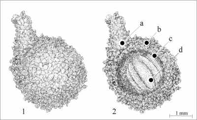 Fig. 6: Sand container or cocoon for the eggs.
