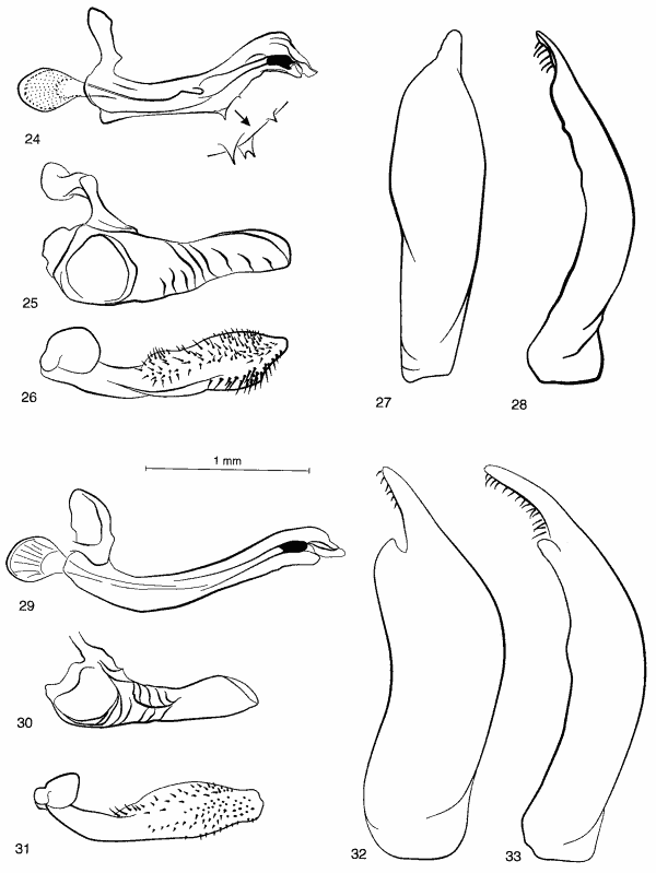 Figs 24-33