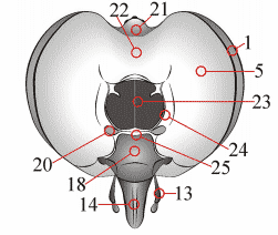 Fig. 1: Kopf, posterior