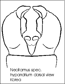 Neoitamus angusticornis, male, - lateral view