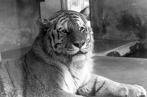 Panthera tigris altaica in the zoo