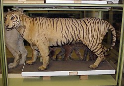 Panthera tigris sondaica, Museum Wiesbaden