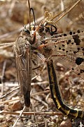 Stenopogon junceus, © Taylor