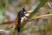 Dasypogon diadema, © Geller-Grimm