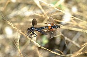 Dasypogon diadema, © Geller-Grimm