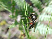 Leptarthrus brevirostris, © Geller-Grimm