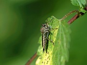 Tolmerus atricapillus, © Geller-Grimm