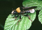 Laphria bomboides, © Holstein