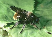 Laphria flava, © Holstein