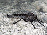 Machimus cf. cyanopus, © Holstein