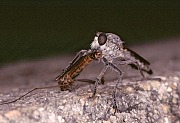 Philonicus albiceps with prey, © Holstein