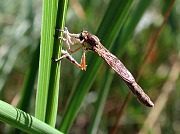 Leptogaster cylindrica, © Geller-Grimm