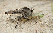 Triorla interrupta with prey, © Beaton