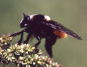 M. ruficauda, female, © Castelo