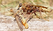 Asilus crabroniformis with prey, © Wolff
