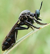 Dioctria atricapilla, © Wolff