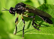 Dioctria cothurnata, © Wolff