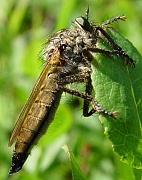 Eutolmus rufibarbis, © Wolff