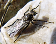 Lasiopogon cinctus, © Wolff