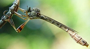 Leptogaster guttiventris, © Wolff