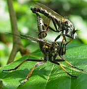 Neoitamus cyanurus mating, © Wolff