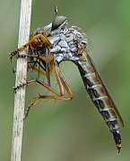 Neomochtherus pallipes with prey, © Wolff