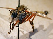 Colepia comatacauda, Coll. UQIC