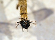 Colepia comatacauda, Coll. UQIC