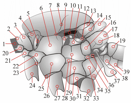 Fig. 5: Thorax, lateral