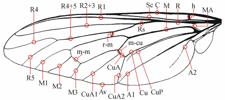 Fig. 8: Wing, veins