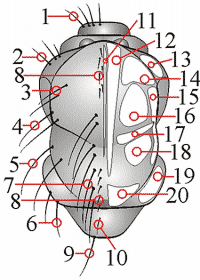 Fig. 18: Chaetotaxy - thorax - dorsal