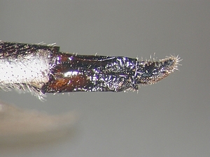 ovipositor lateral