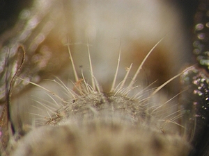 scutellum dorsal