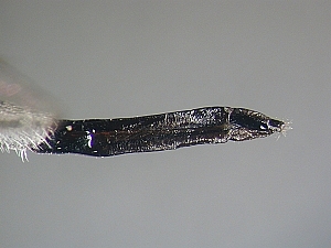 ovipositor lateral