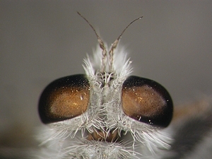 head dorsal