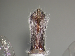 hypopygium dorsal