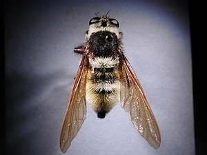 dorsal view