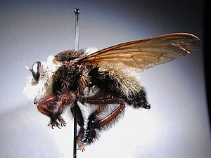 lateral view
