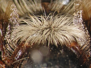 scutellum dorsal