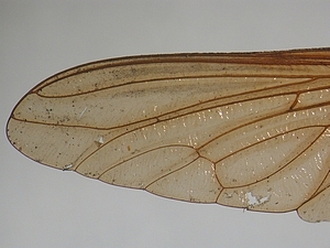 wing