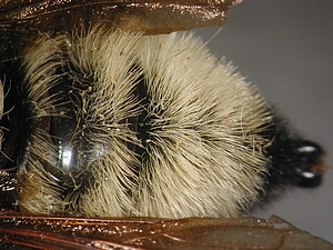 abdomen dorsal