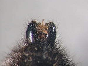 hypopygium dorsal