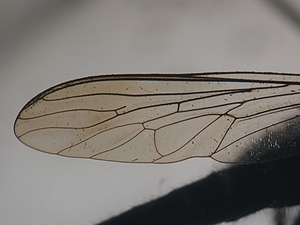 wing